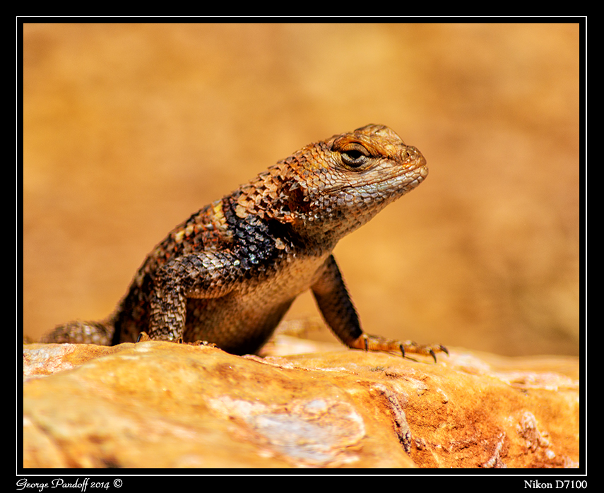 Day121Lizard.jpg
