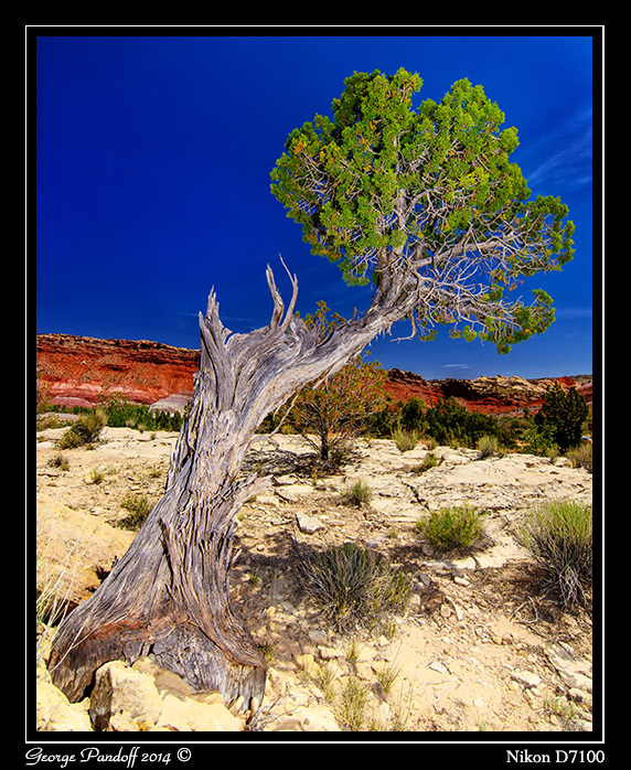Day123Tree.jpg