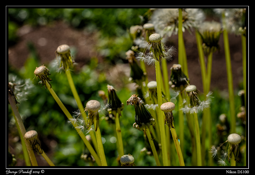 Day129Dandilions.jpg