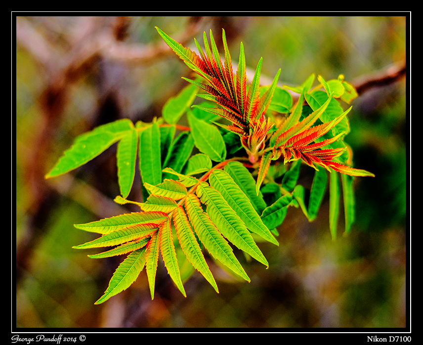 Day131Leaves.jpg