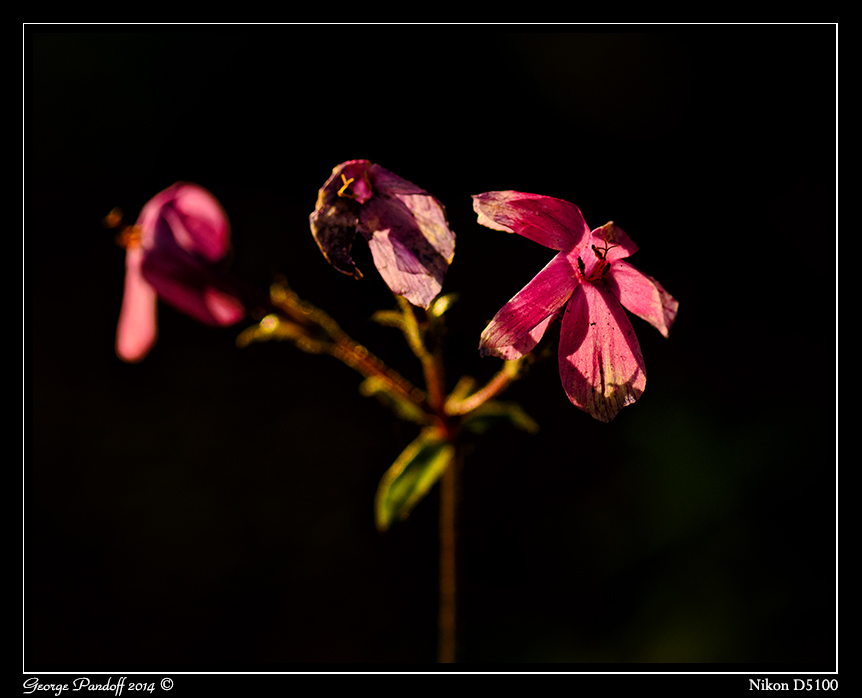 Day134Flower.jpg