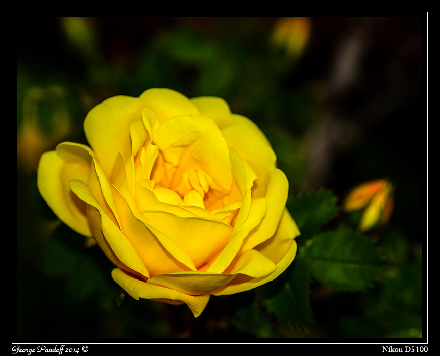 Day134Rose.jpg