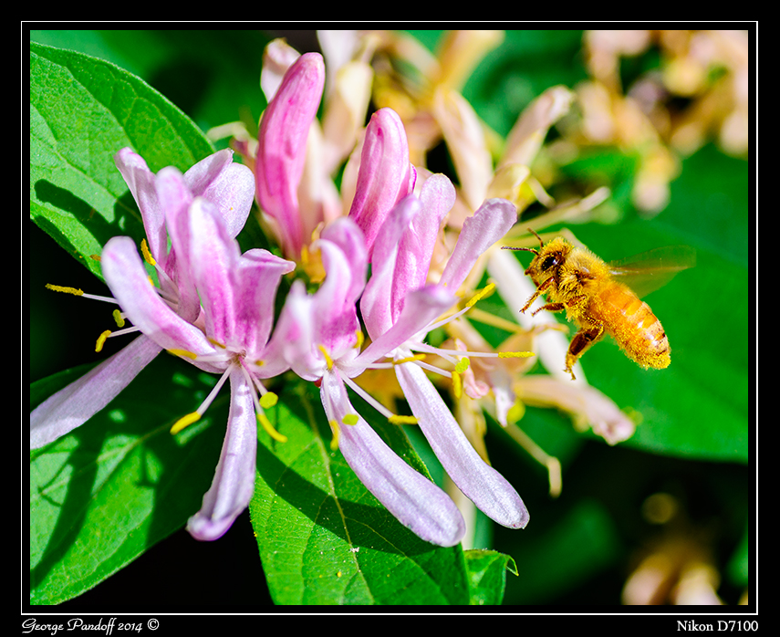 Day135Bee.jpg