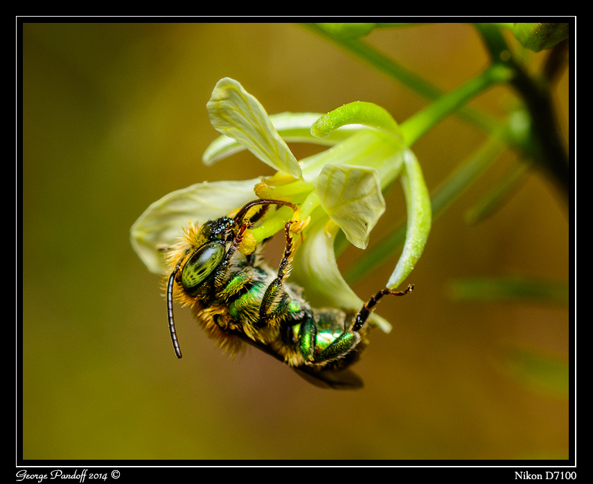 Day137Bee.jpg