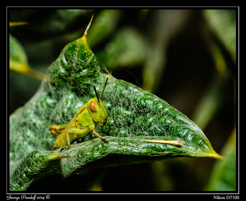 Day137Grasshopper.jpg