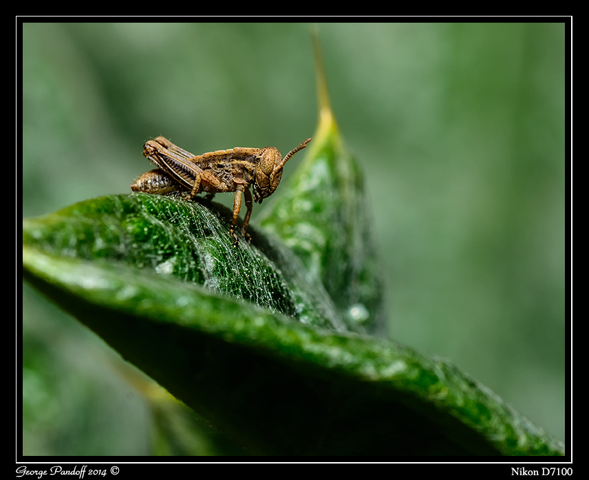 Day137Grasshopper2.jpg
