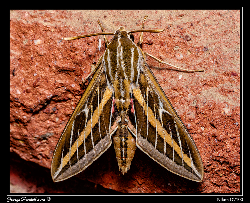 Day138Moth.jpg