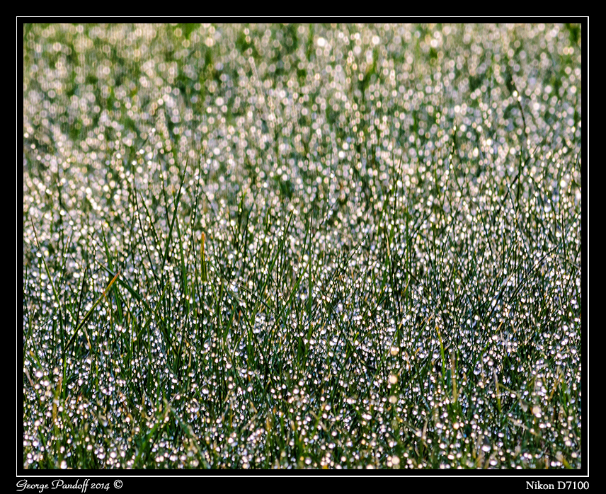 Day141WetGrass.jpg