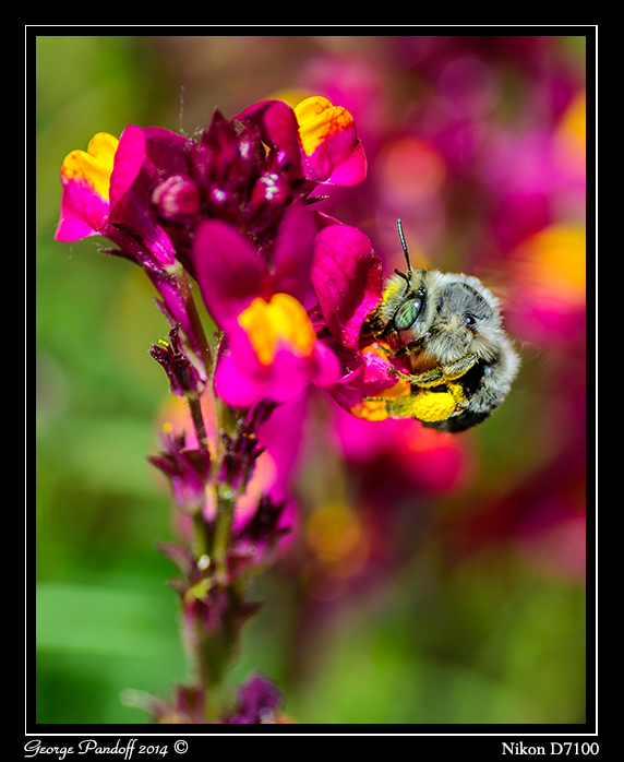 Day142Bee.jpg