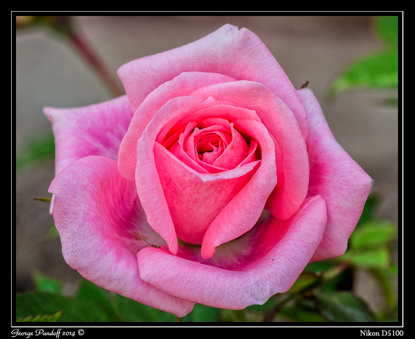 Day143Flower.jpg