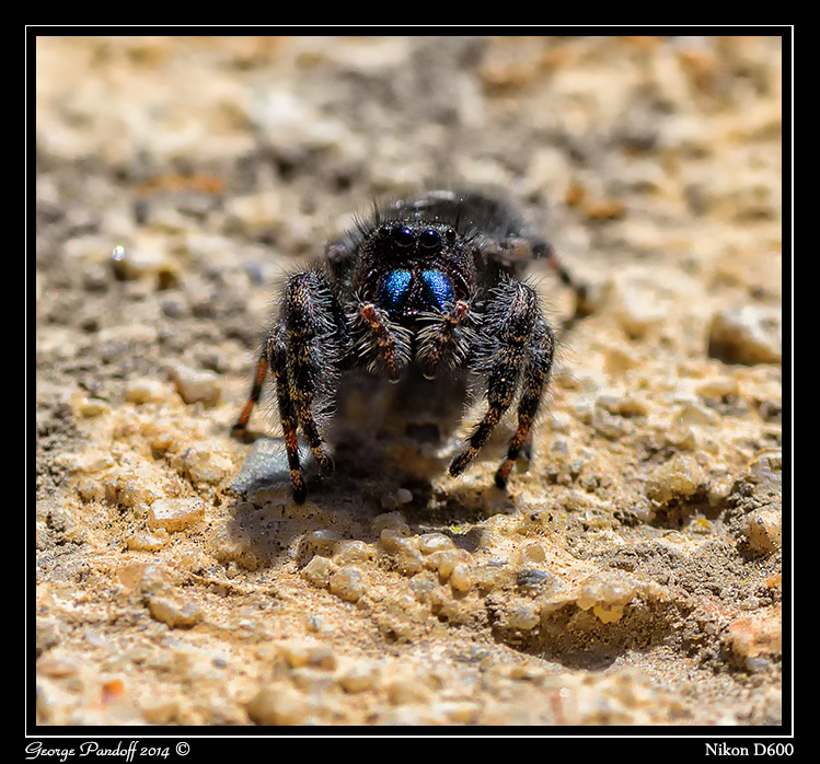 Day145Spider.jpg