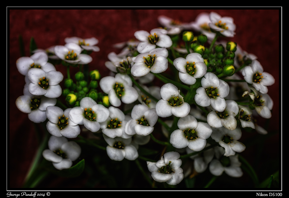 Day147Flowers.jpg