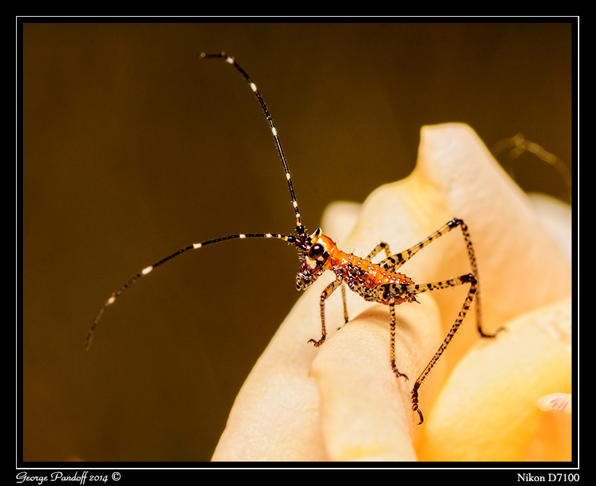 Day149Grasshopper.jpg