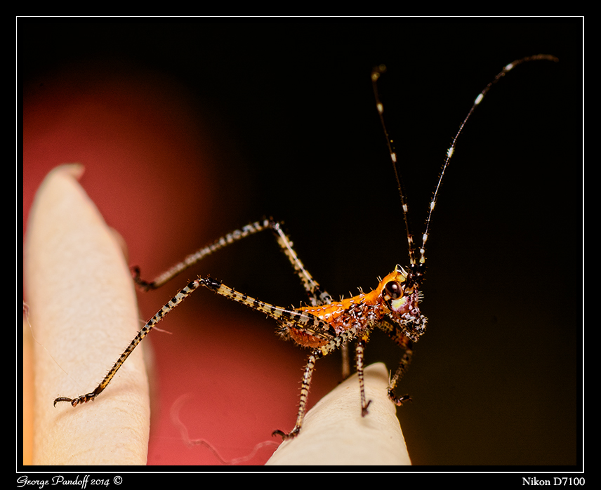Day149Grasshopper2.jpg
