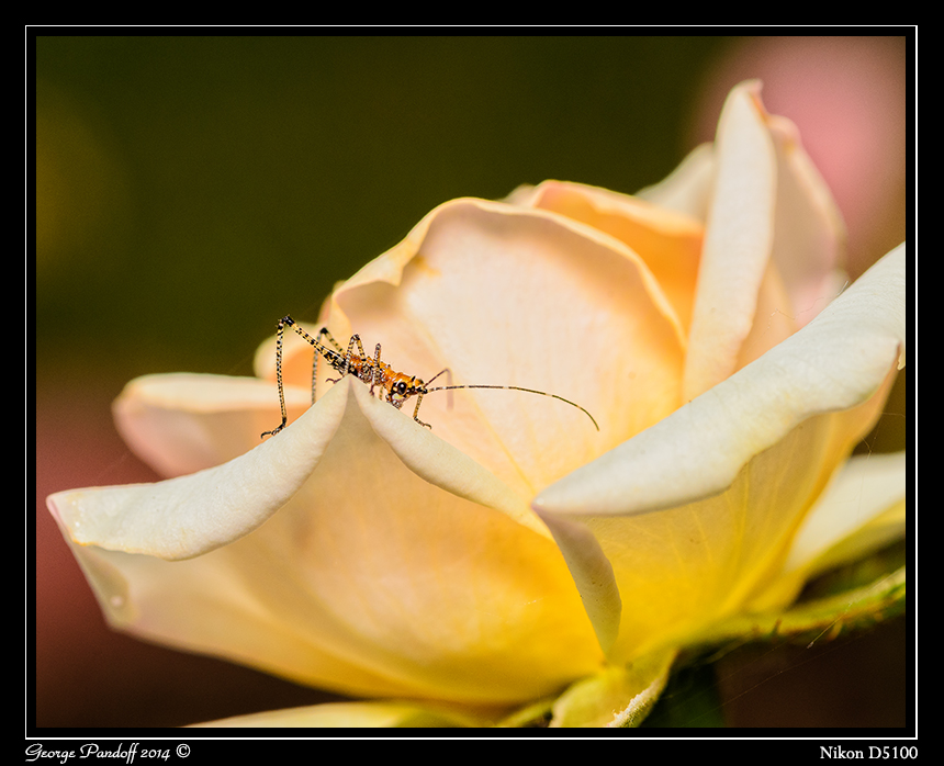 Day149GrasshopperRose.jpg