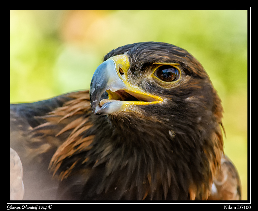 Day151Eagle.jpg