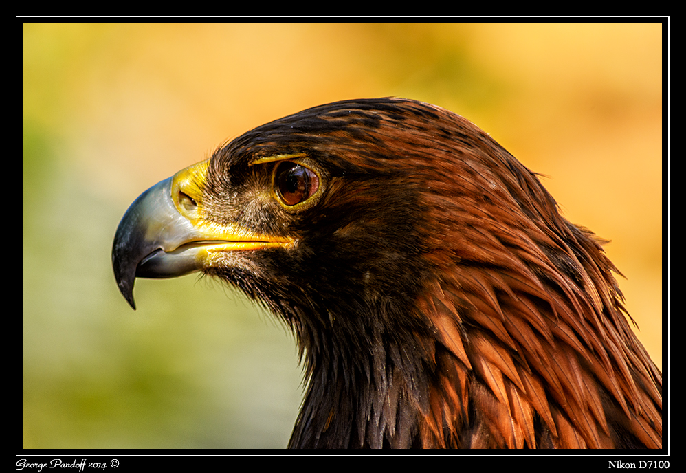 Day151GoldenEagle.jpg
