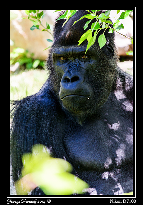 Day151Gorilla.jpg