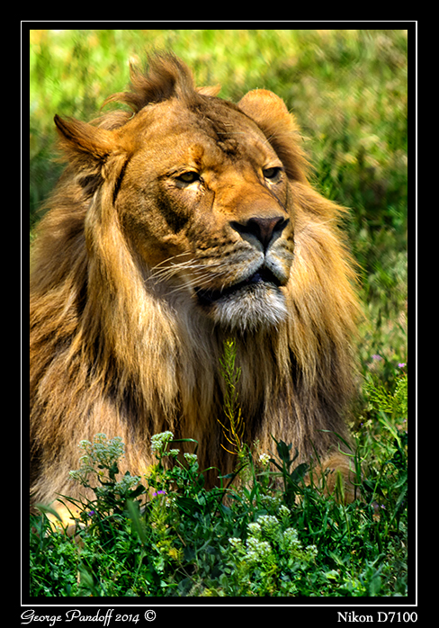 Day151Lion.jpg