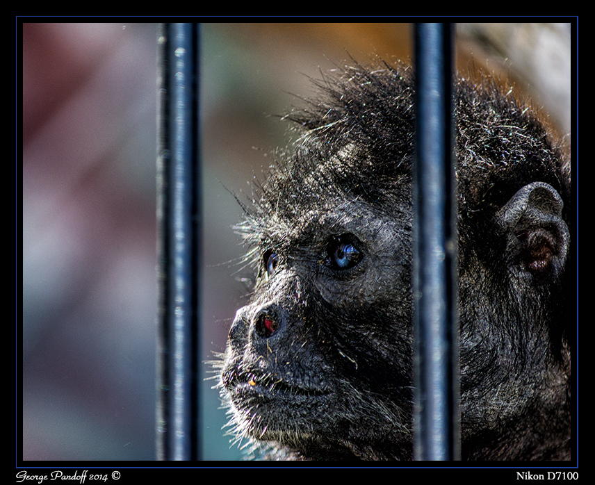 Day151Monkey.jpg