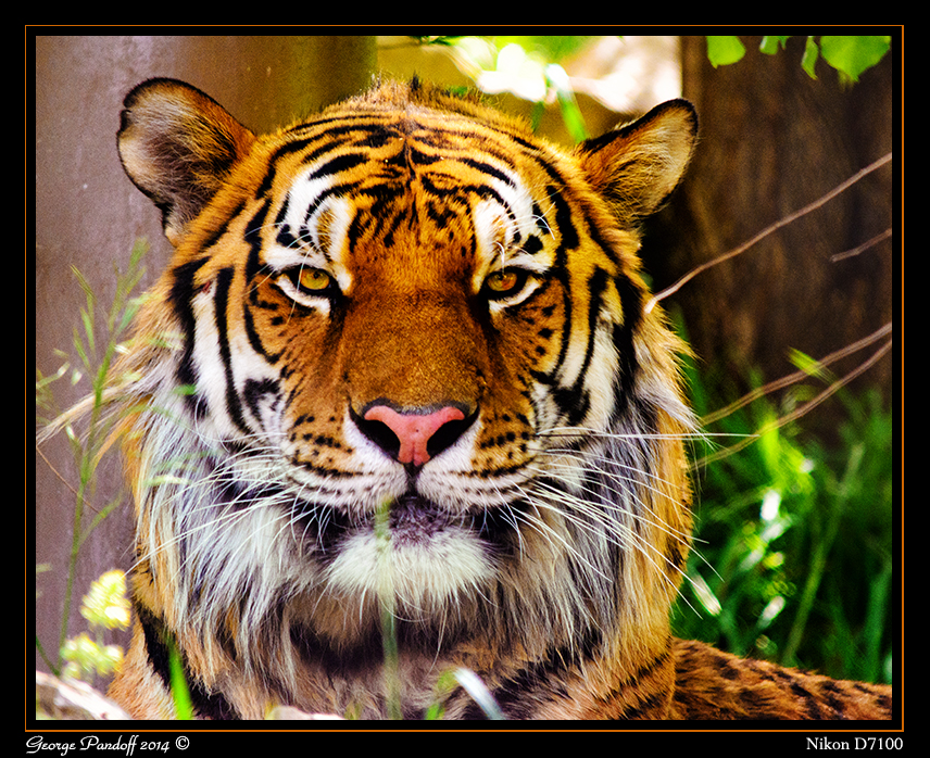 Day151Tiger.jpg