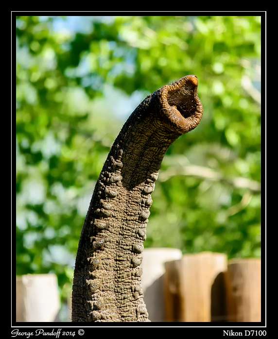 Day151Trunk.jpg