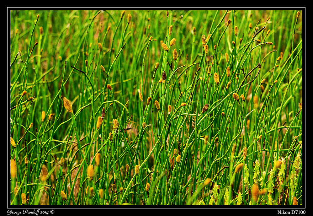 Day159Reeds.jpg