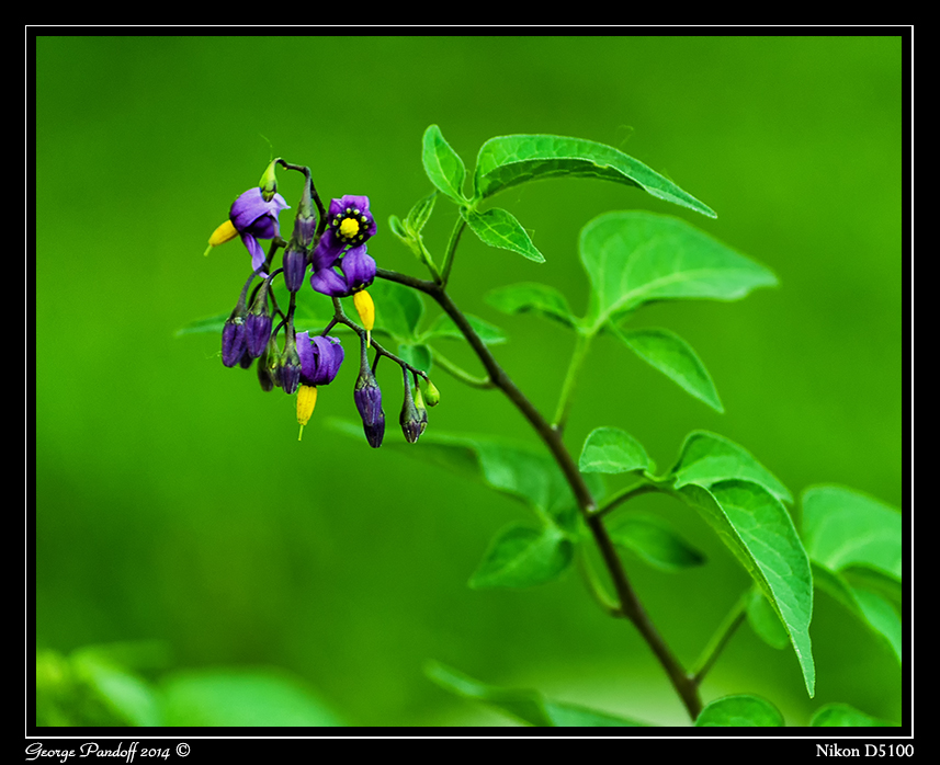 Day161Flower.jpg