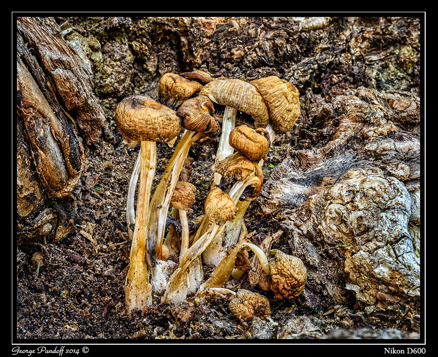 Day164Mushroom.jpg