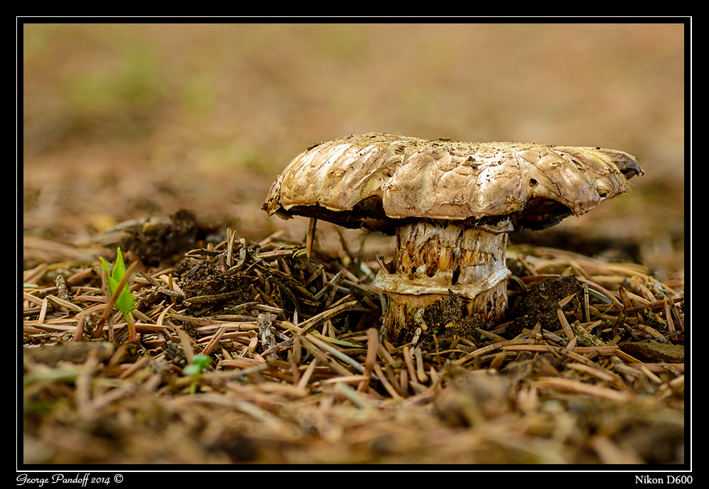 Day165Mushroom.jpg