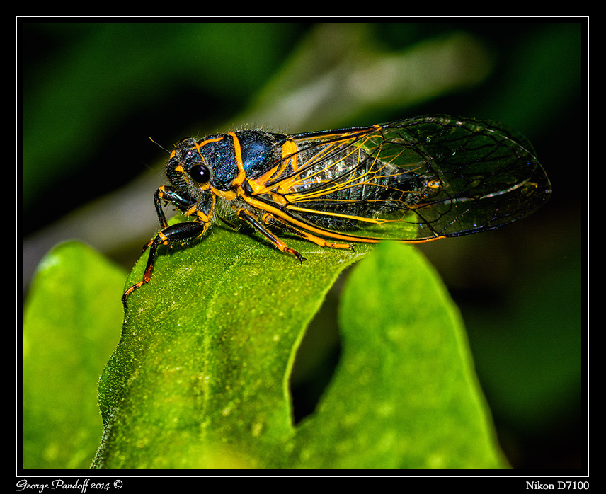 Day166Cicada2.jpg