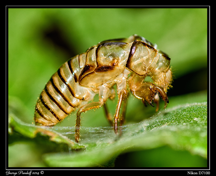 Day166CicadaShell.jpg
