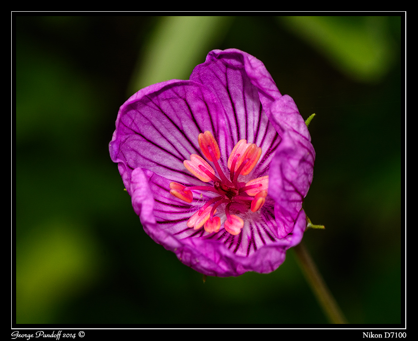 Day166Flower.jpg