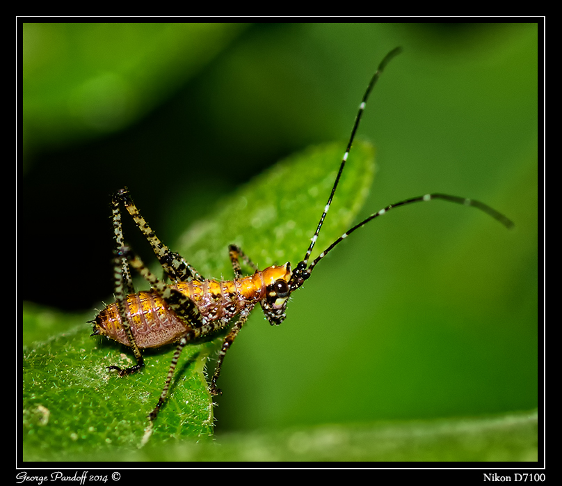 Day166GrasshopperMicro.jpg