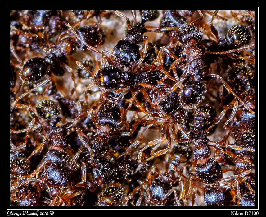 Day167Ants.jpg
