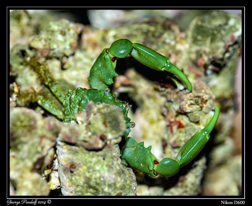 Day168EmeraldCrab.jpg