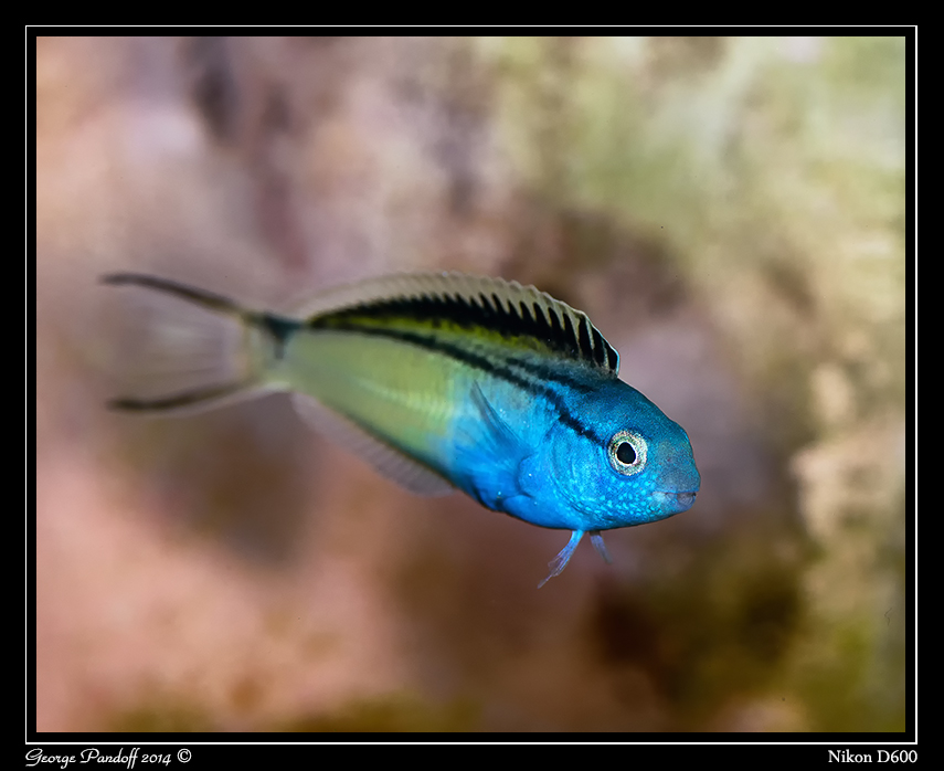 Day168Fish.jpg