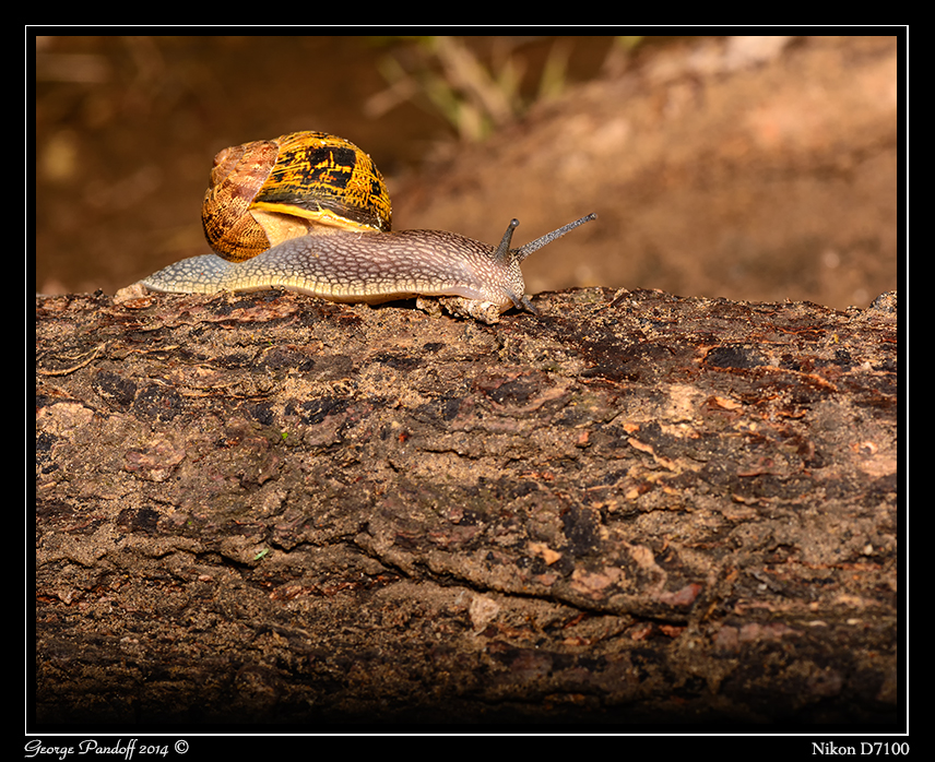 Day169Snail.jpg