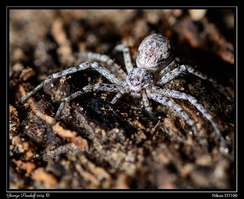 Day169Spider.jpg