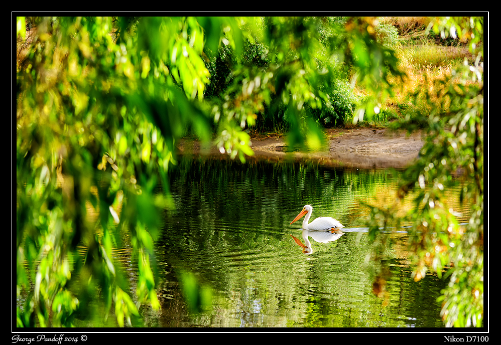 Day169SteedPond.jpg