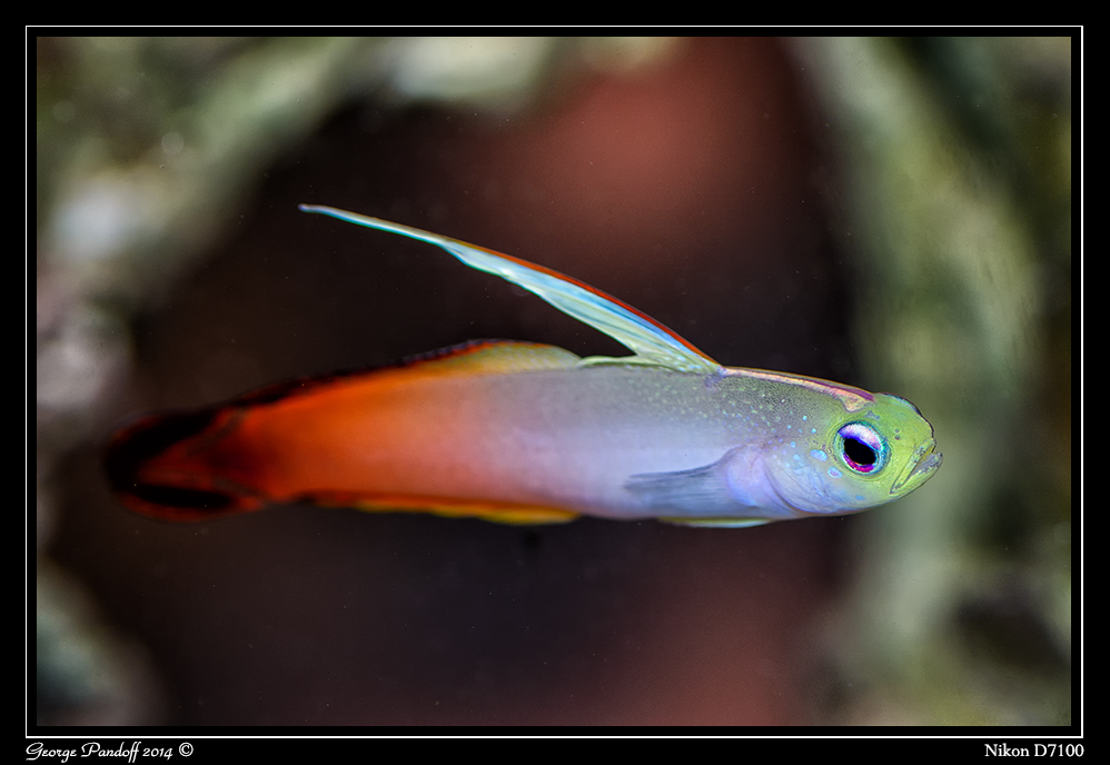 Day170FireFish.jpg