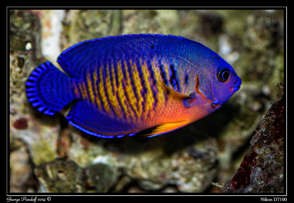 Day171CoralReefAngel.jpg