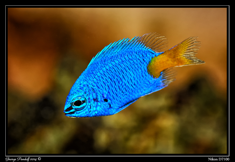 Day172Damsel.jpg