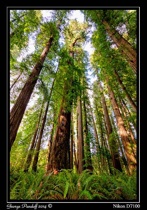 Day184Redwoods.jpg