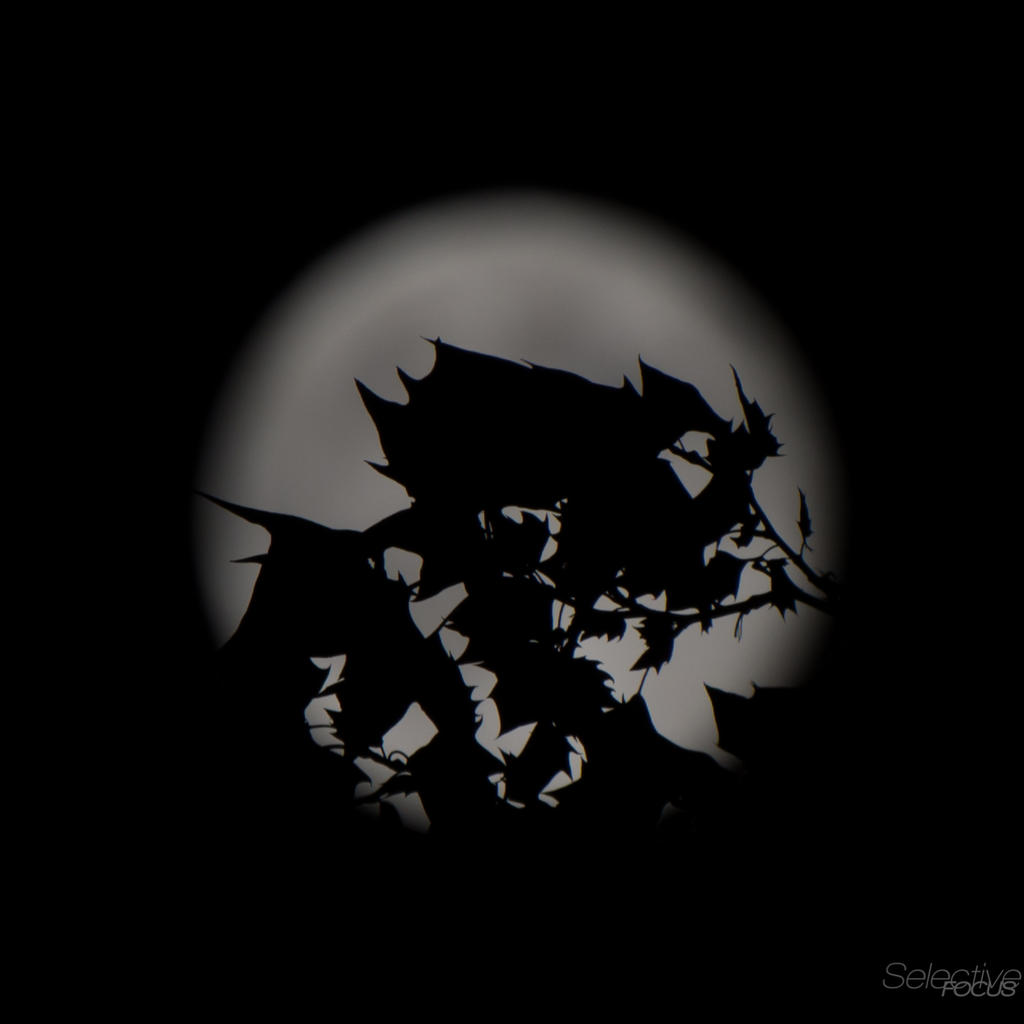 Day193-2.jpg