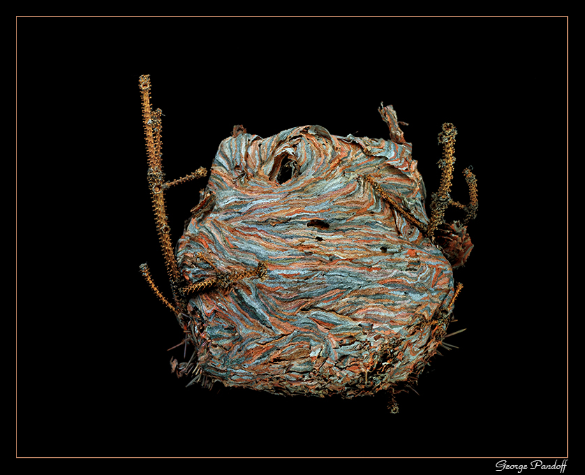 Day247WaspNest.jpg