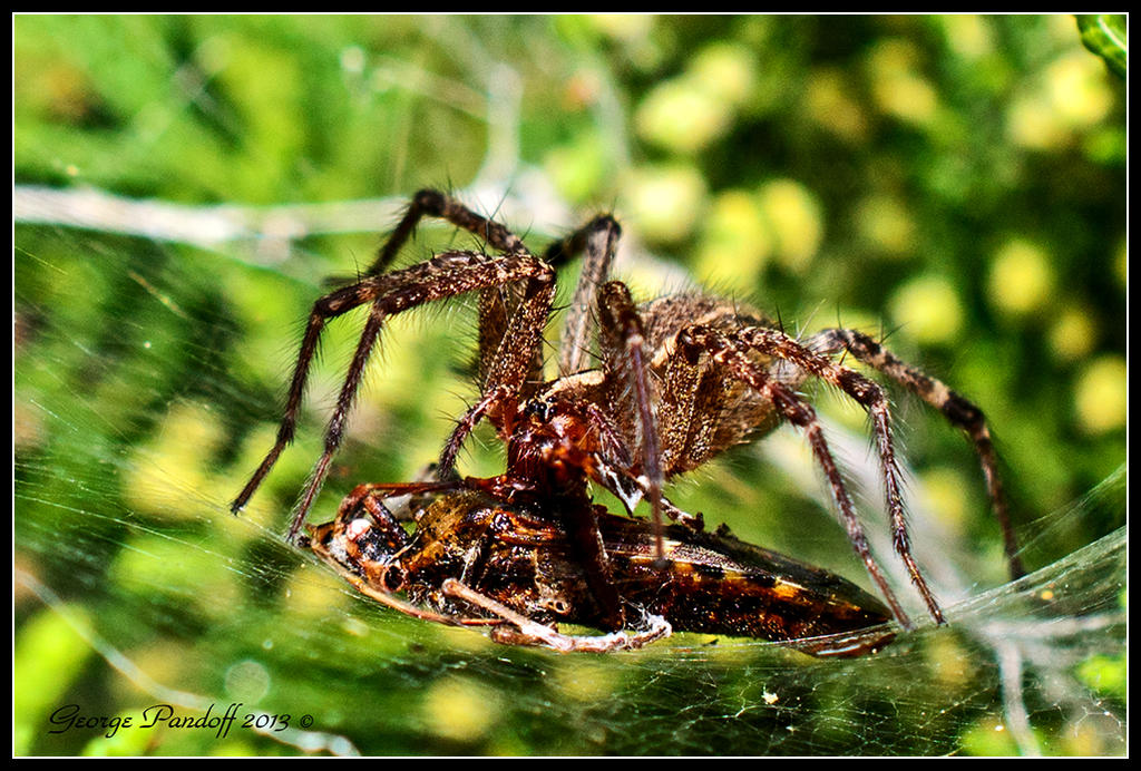 Day250Spider.jpg