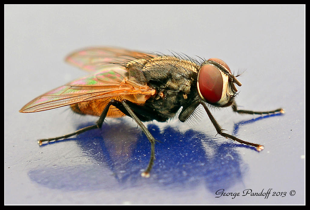 Day251Fly.jpg