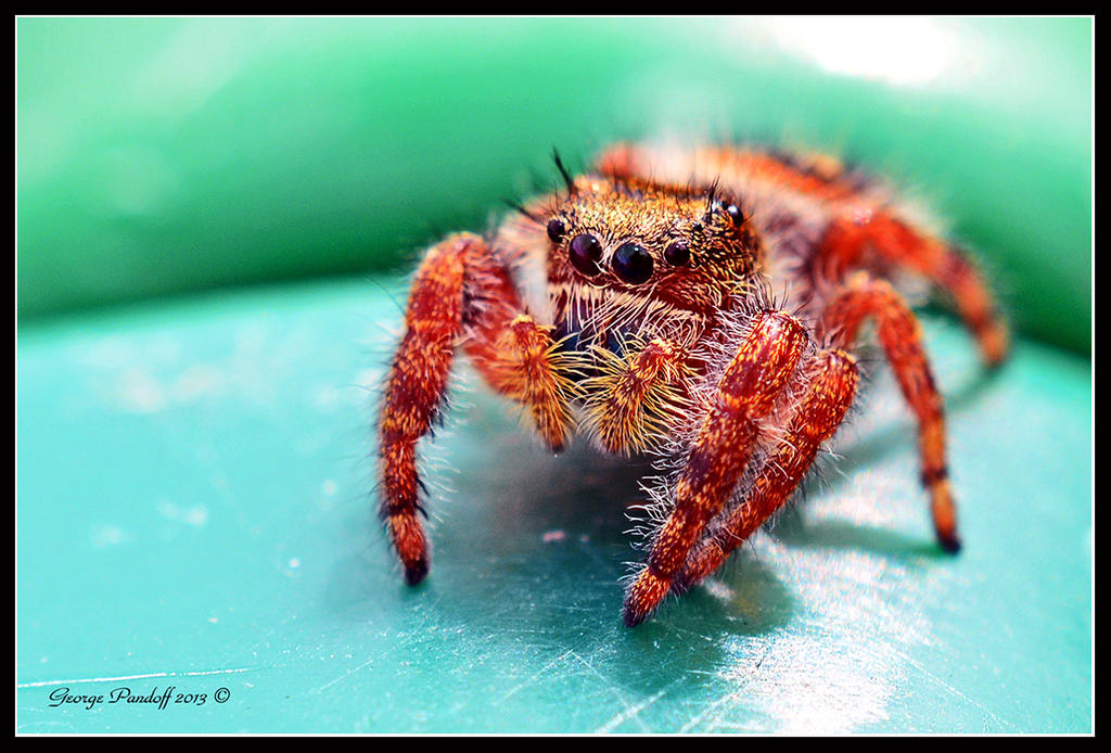 Day251Spider2.jpg