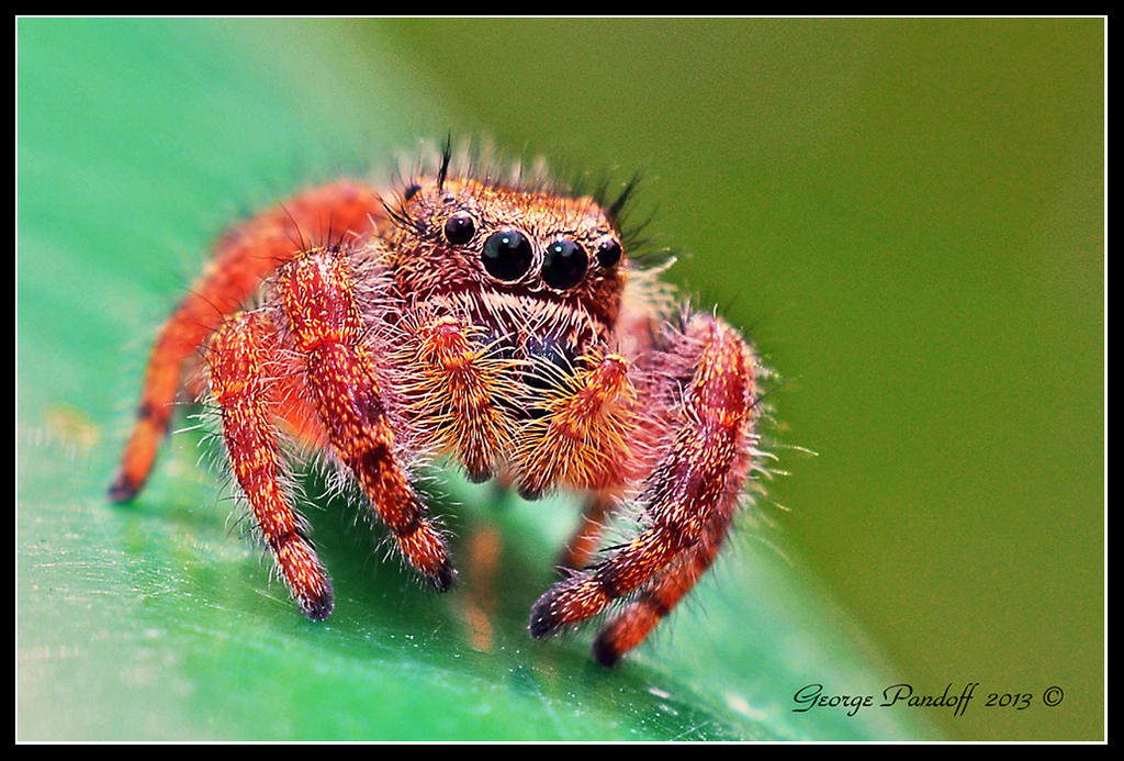 Day251Spider3.jpg